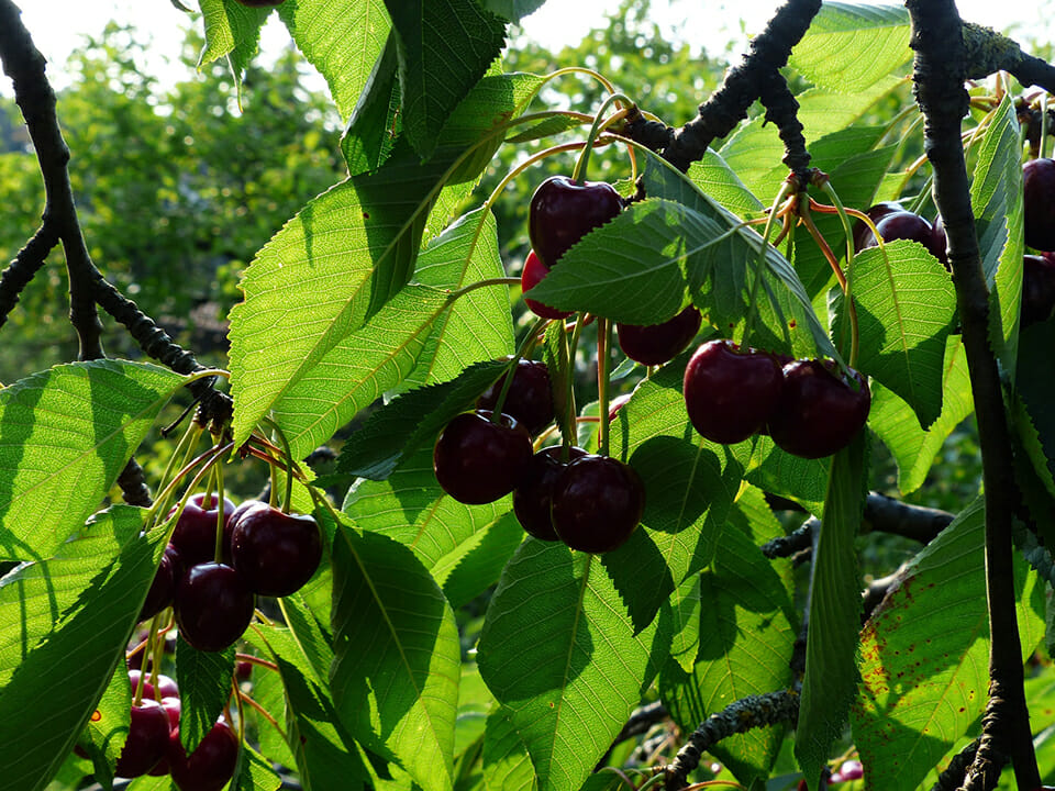 Ripe Cherries from a Dwarf Bing Cherry Tree grown in a greenhouse