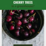 Basin of red cherries with the text: Can I Grow Cherry Trees in a Greenhouse