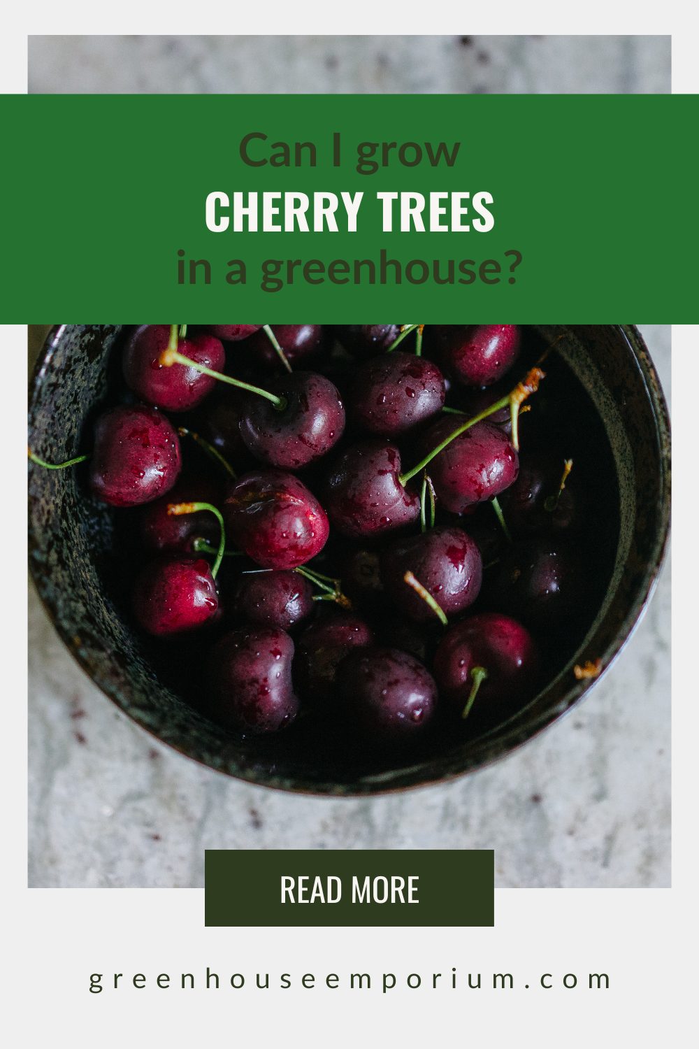 How To Grow Cherry Trees In A Greenhouse Greenhouse Emporium