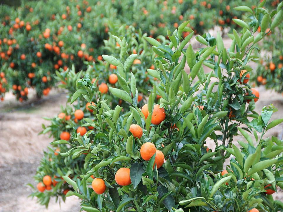field of orange trees