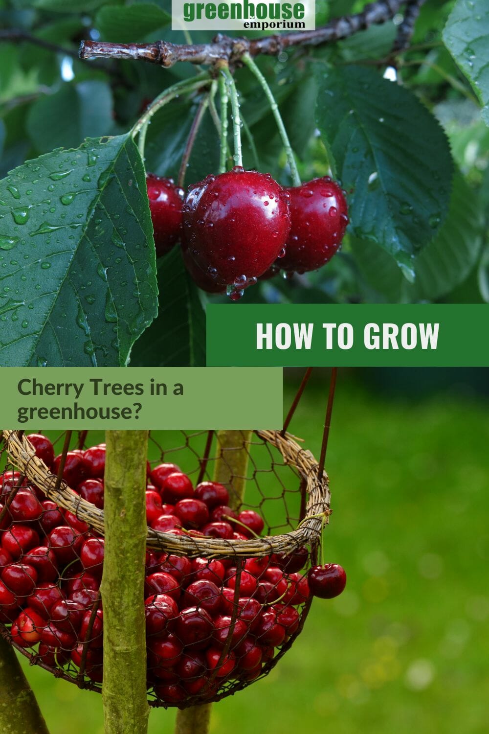Cherry trees and red cherries with the text: How to Grow Cherry Trees in a Greenhouse