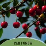 Red cherries with the text: How to Grow Cherry Trees in a Greenhouse