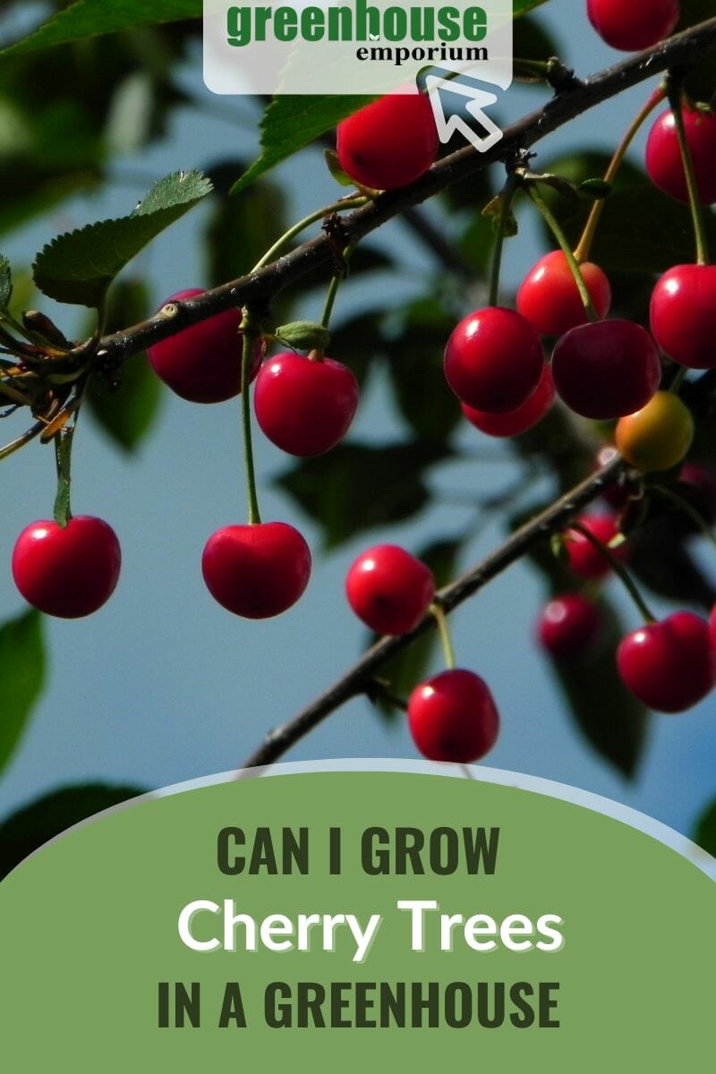 How To Grow Cherry Trees In A Greenhouse | Greenhouse Emporium