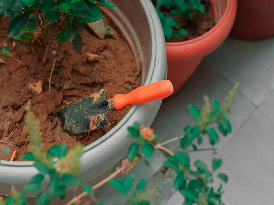 Citrus tree being planted in a vase