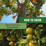 Sweet orange and lemons with the text: How to Grow Citrus Tree in a Greenhouse?