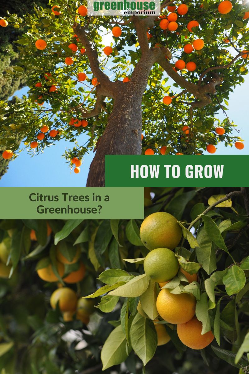 Sweet orange and lemons with the text: How to Grow Citrus Tree in a Greenhouse?