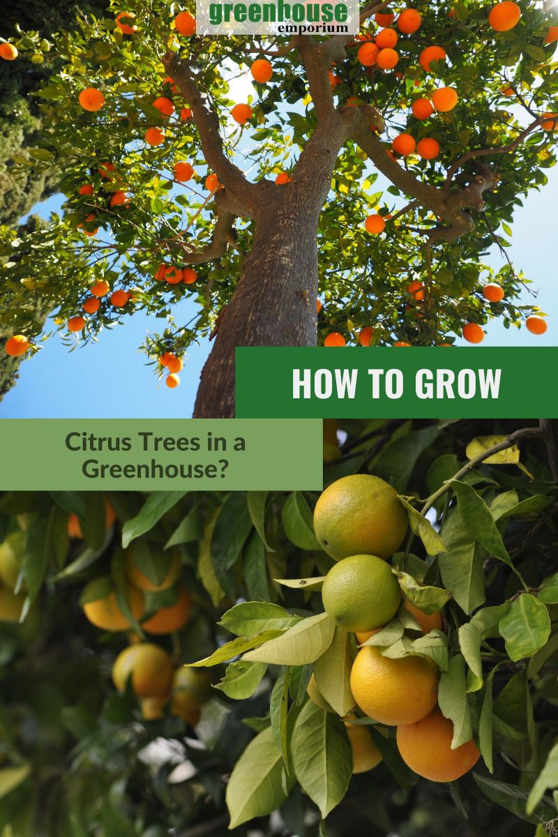 How To Grow Citrus Trees In A Greenhouse Greenhouse Emporium