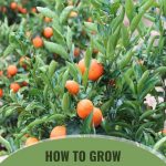 Tangerine tree with ripe tangerines with the text: How to Grow Citrus Trees in a Greenhouse