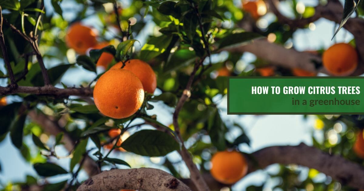 Sweet orange tree with text: How to Grow Citrus Trees in a Greenhouse
