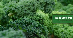 Curly dark green kale with text: How to Grow Kale in a Greenhouse