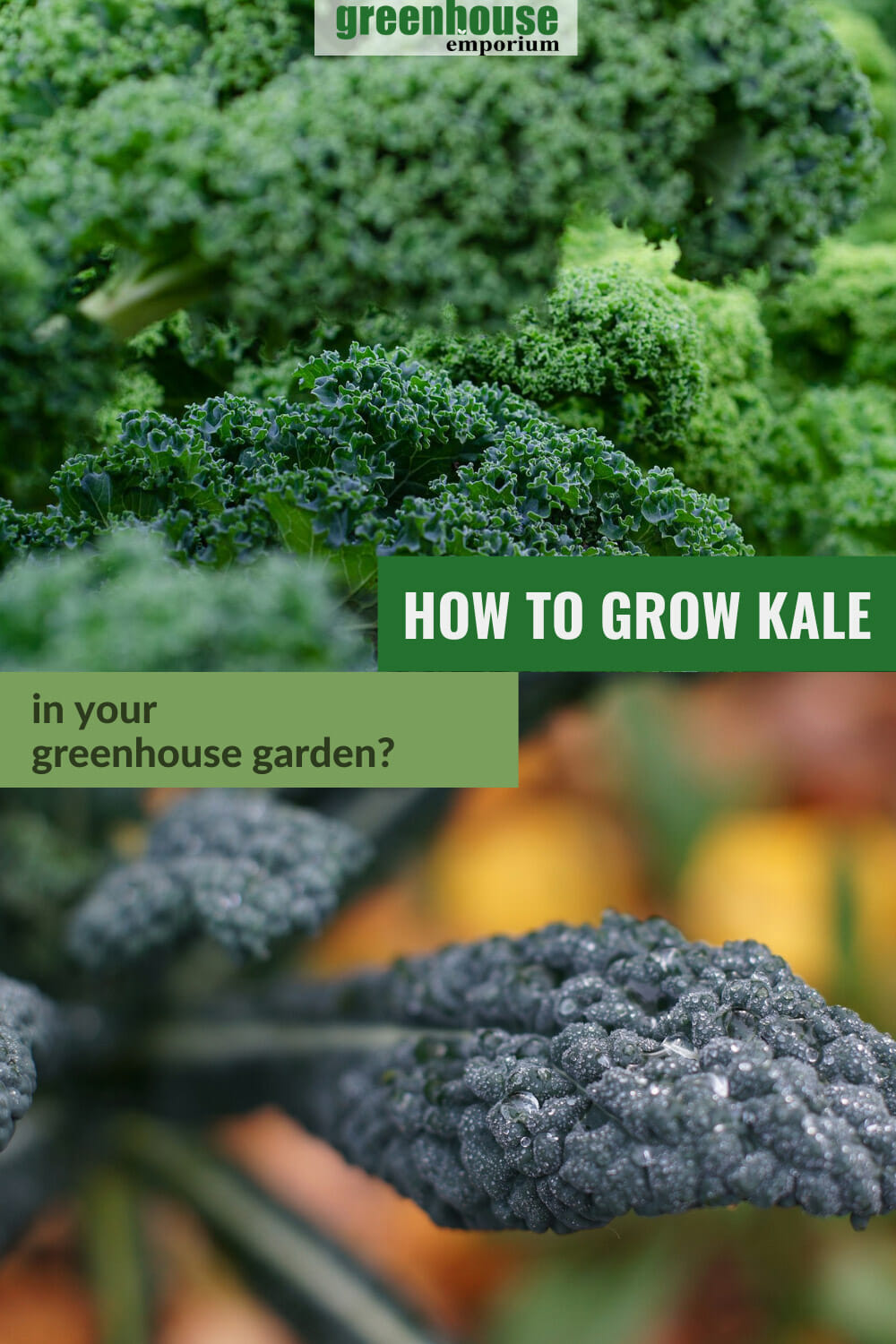 Top image close up of curly kale leaves, bottom image close up of Tuscan kale leaves, with text: How to Grow Kale in Your Greenhouse Garden?