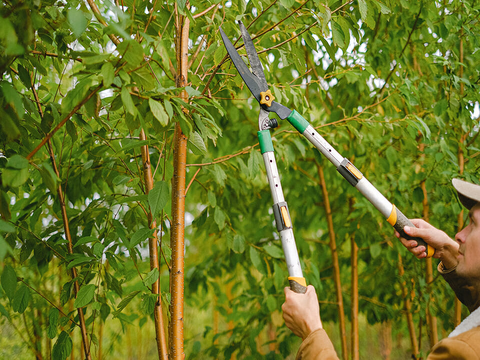 Man trimming a tree with loppers