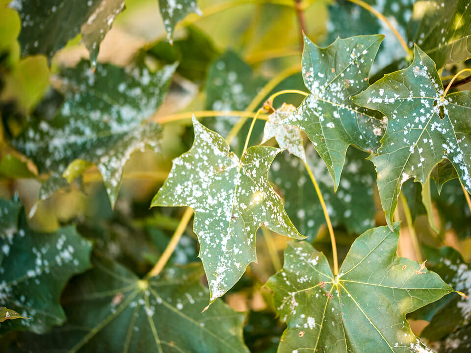 Leaves with powdery mildew 