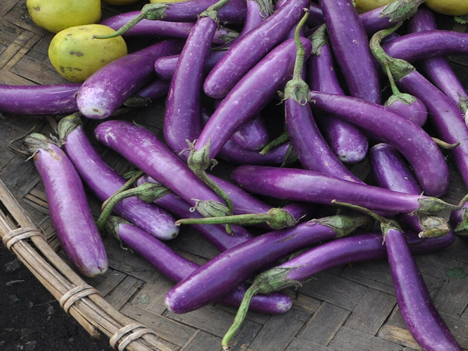 Slender light purple Chinese eggplant