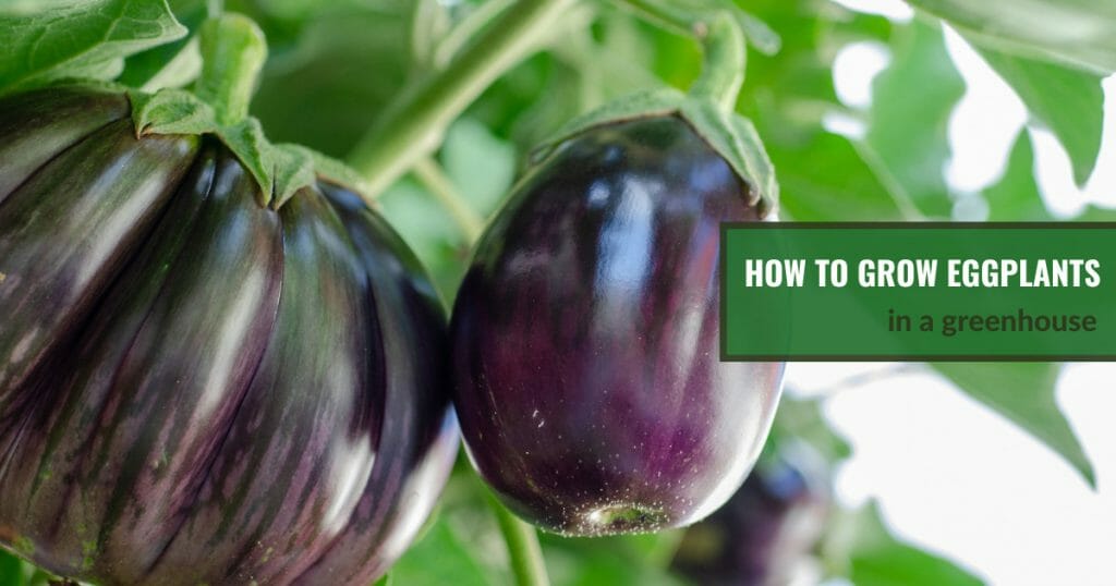 Eggplants on vine with text: How to Grow Eggplants in a Greenhouse
