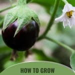 Italian eggplant and flower with text: How to Grow Eggplants in a Greenhouse