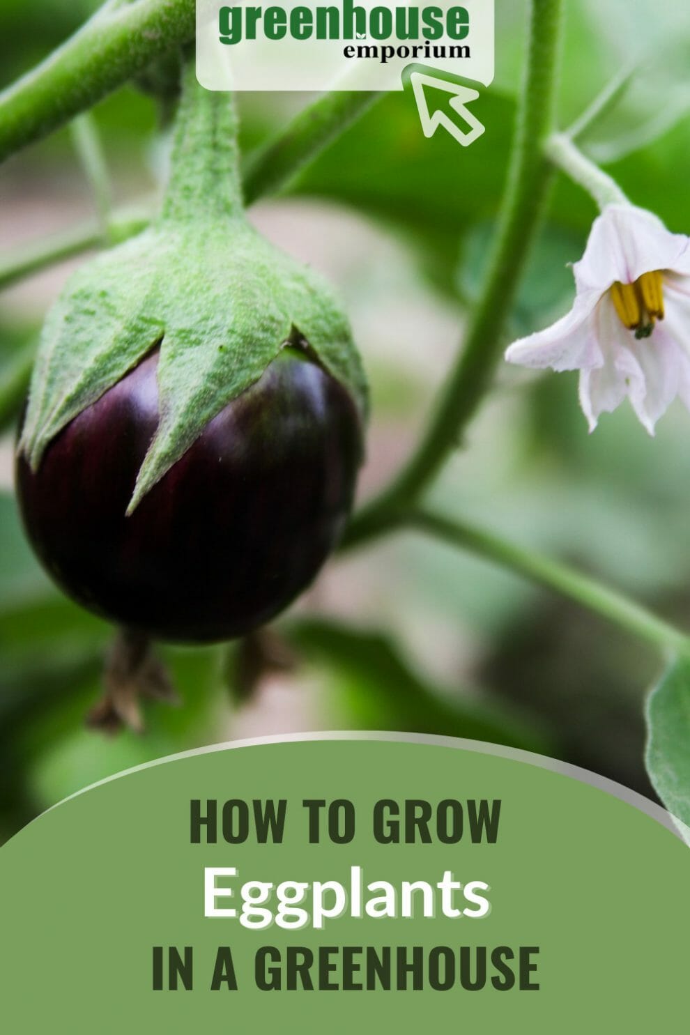 How To Grow Eggplants in a Greenhouse Greenhouse Emporium