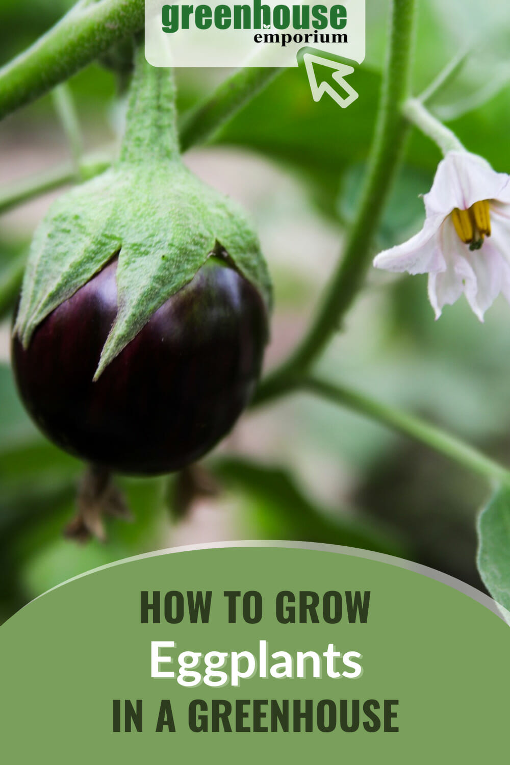 Italian eggplant and flower with text: How to Grow Eggplants in a Greenhouse