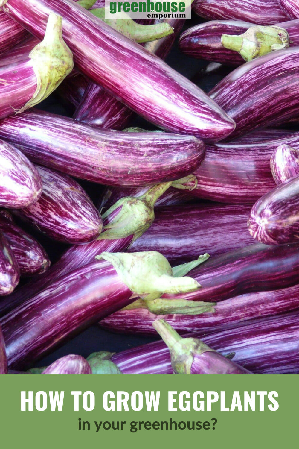 How To Grow Eggplants In A Greenhouse Greenhouse Emporium