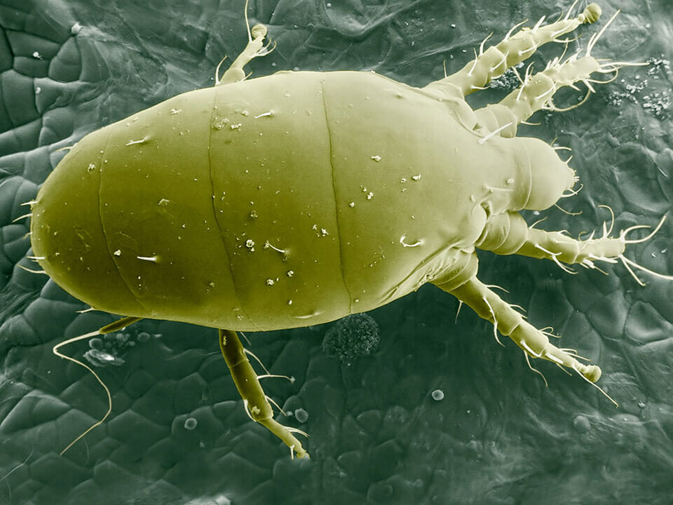 Close image of broad mite, also known as Polyphagotarsonemus latus