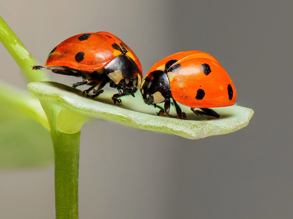Ladybugs on a leaf hunting for mites to eat