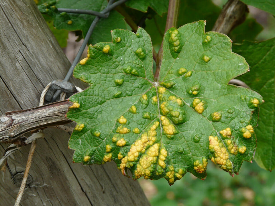 Mite damage on a grape leaf causing raised yellow areas on leaf
