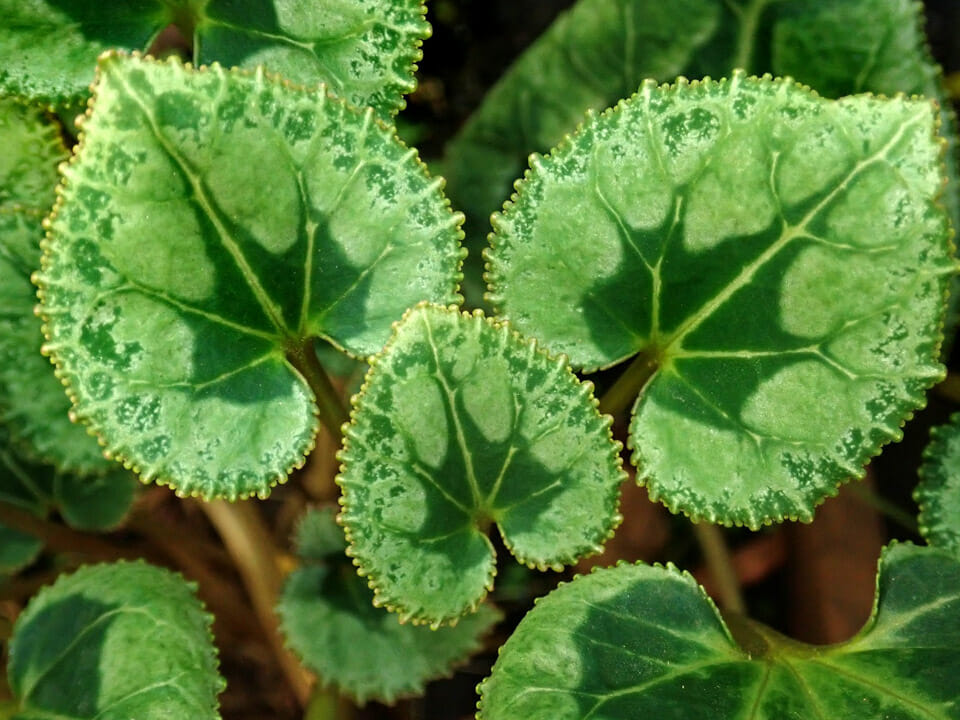 Cyclamen leaves with mite damage on edges