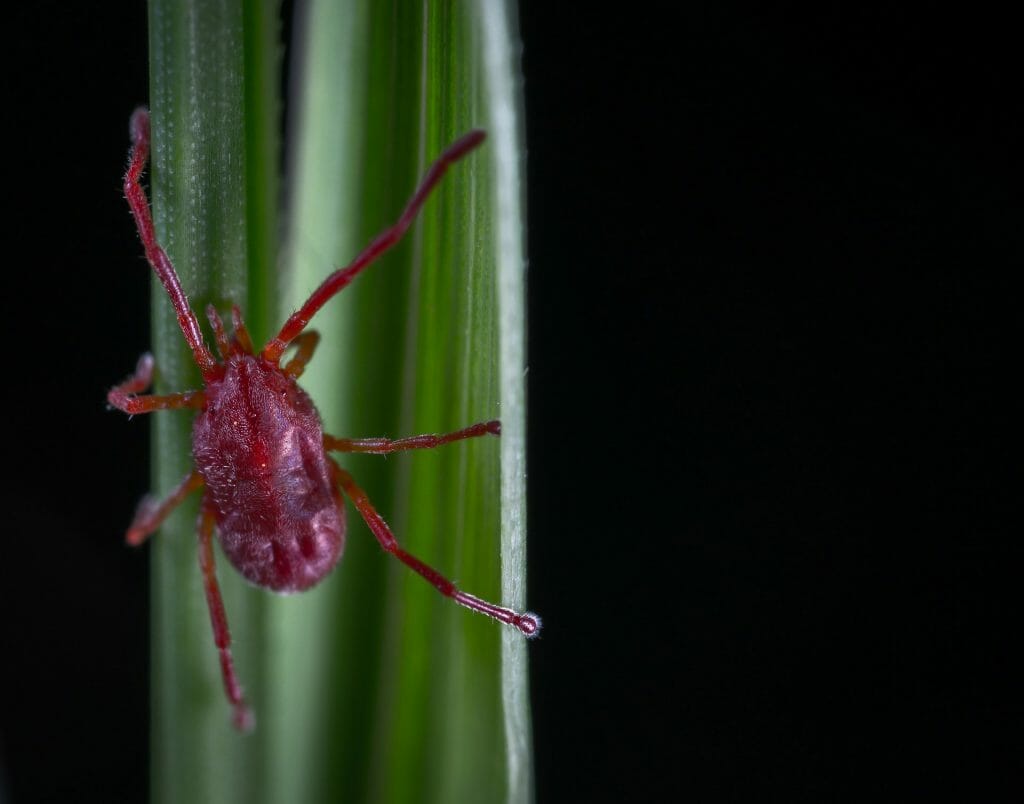 Close view of spider mite on leaf