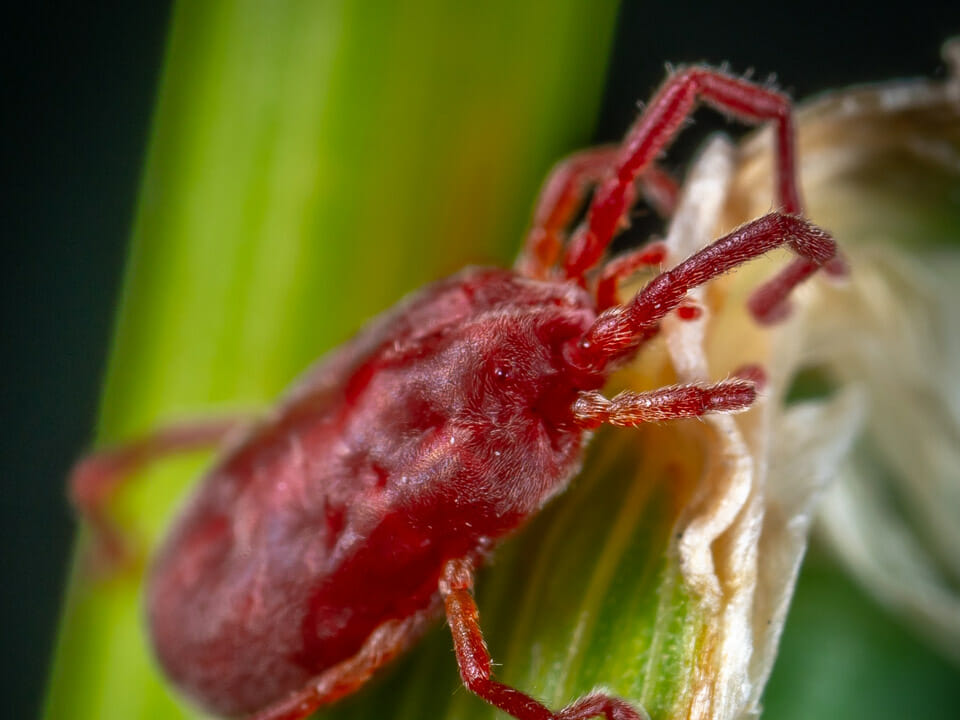 Closeup view of mite on leaf with brown edges