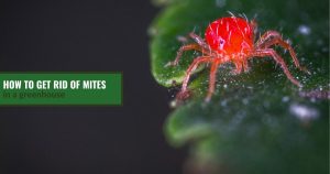 Close view of mite on leaf with text: How to Get Rid of Mites in a greenhouse