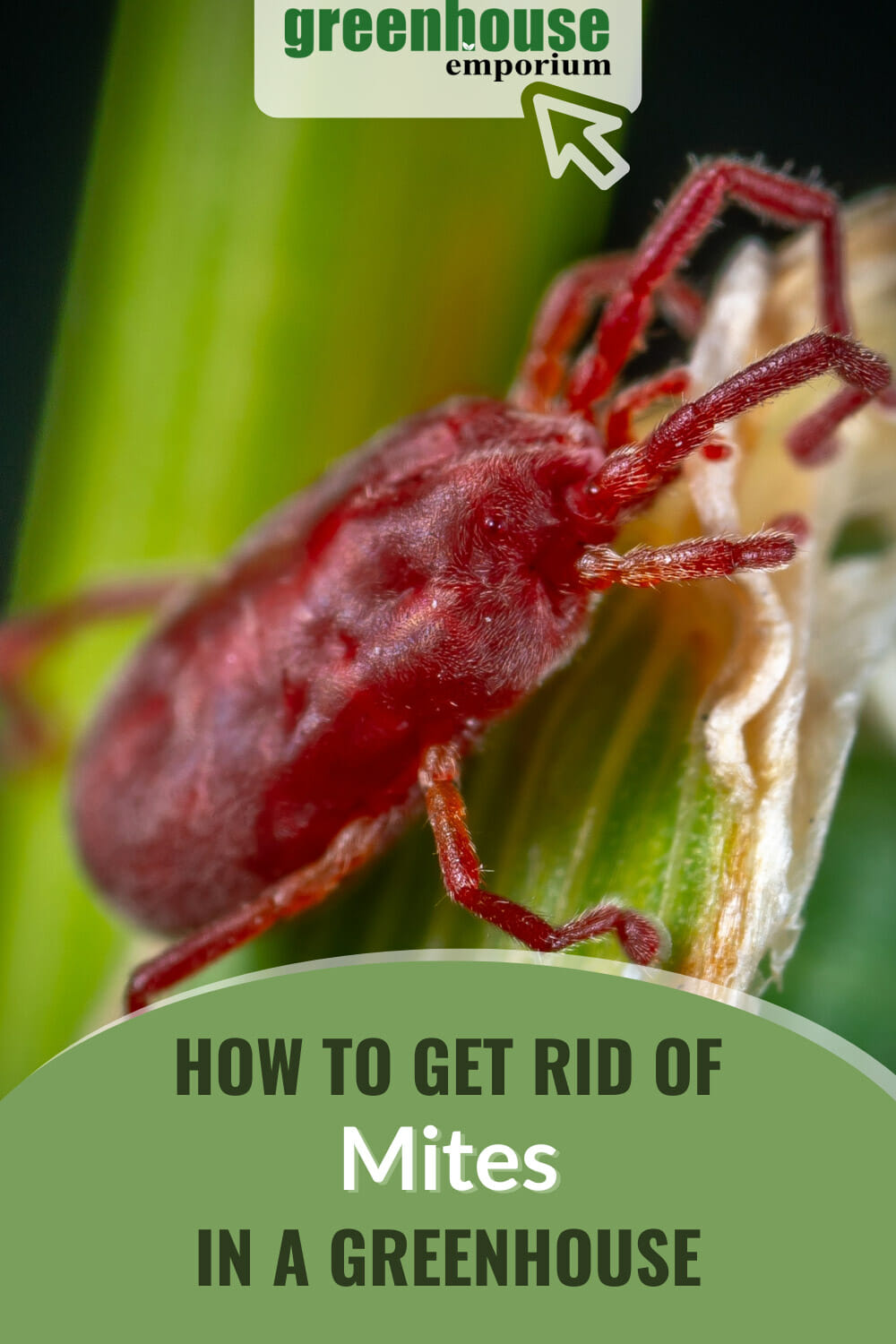 Closeup of red mite on leaf with damaged edge, with text: How to Get Rid of Mites in a Greenhouse