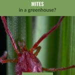 Close view of red mite with text: How to get rid of mites in a greenhouse?