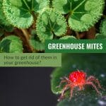 Upper image of mite damaged cyclamen leaves, lower image of mite on leaf with text: Greenhouse Mites How To Get Rid of Them in Your Greenhouse?