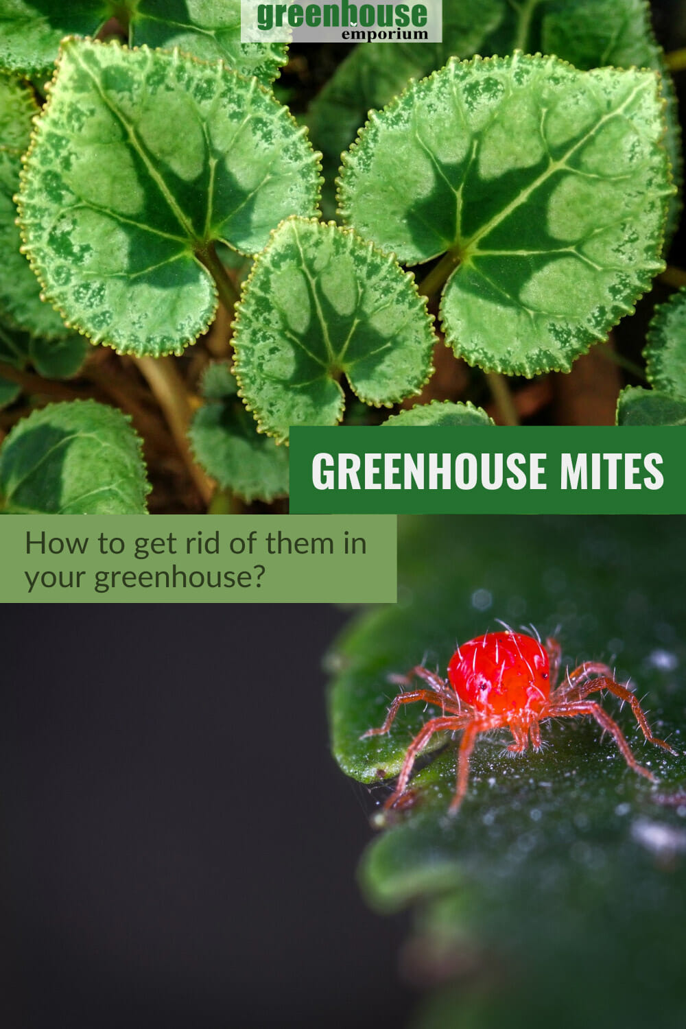 How To Get Rid Of Mites In A Greenhouse Greenhouse Emporium