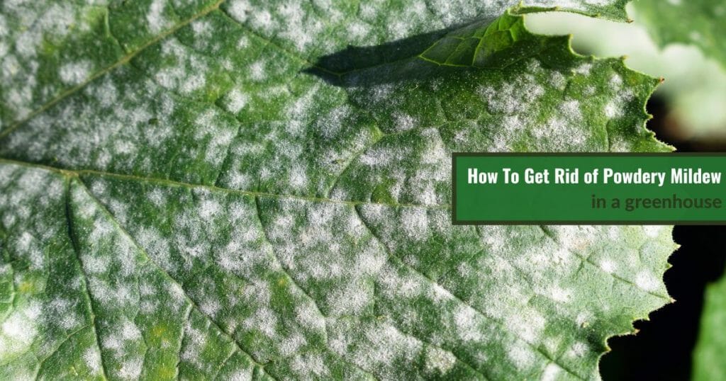 Leaf with Powdery Mildew with the text: How To Get Rid of Powdery Mildew in Your Greenhouse