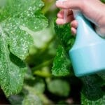 Powdery Mildew may give many Greenhouse enthusiasts a scare. Fear not! Although it can stunt the growth and quality of your plants, it's very common and not very hard to deal with. Read our blog post to learn how to tackle this potential challenge!