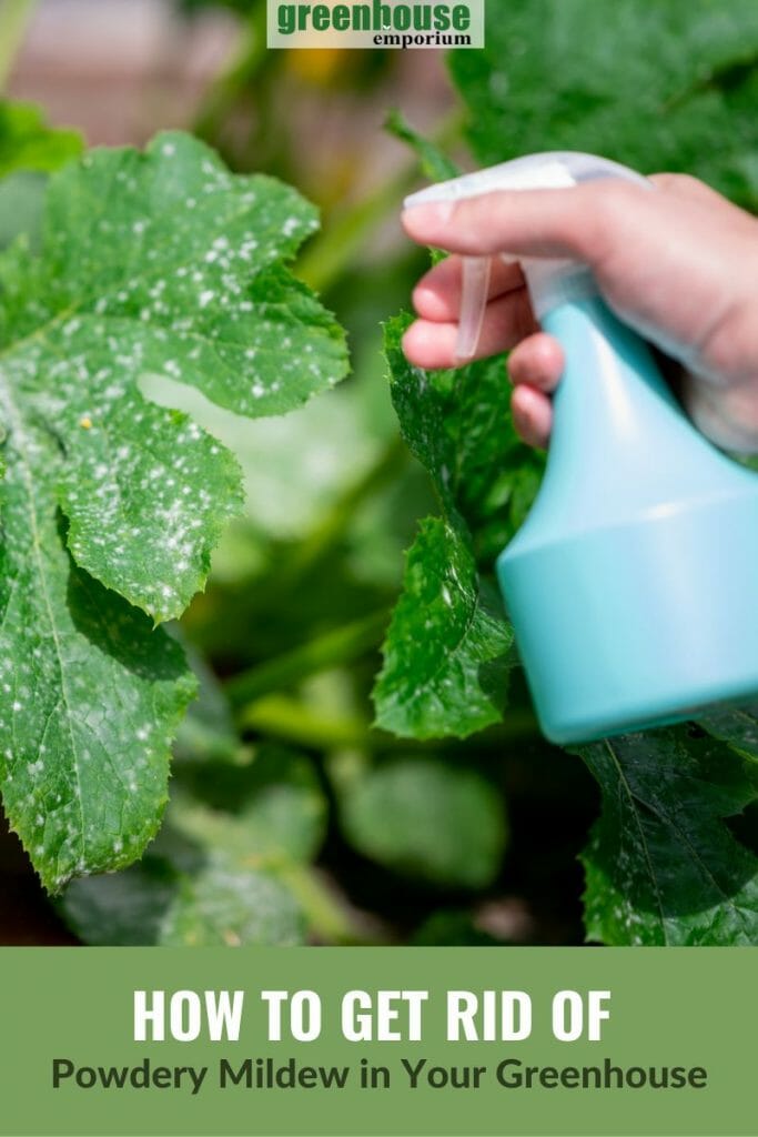 How to Get Rid of Powdery Mildew in Your Greenhouse
