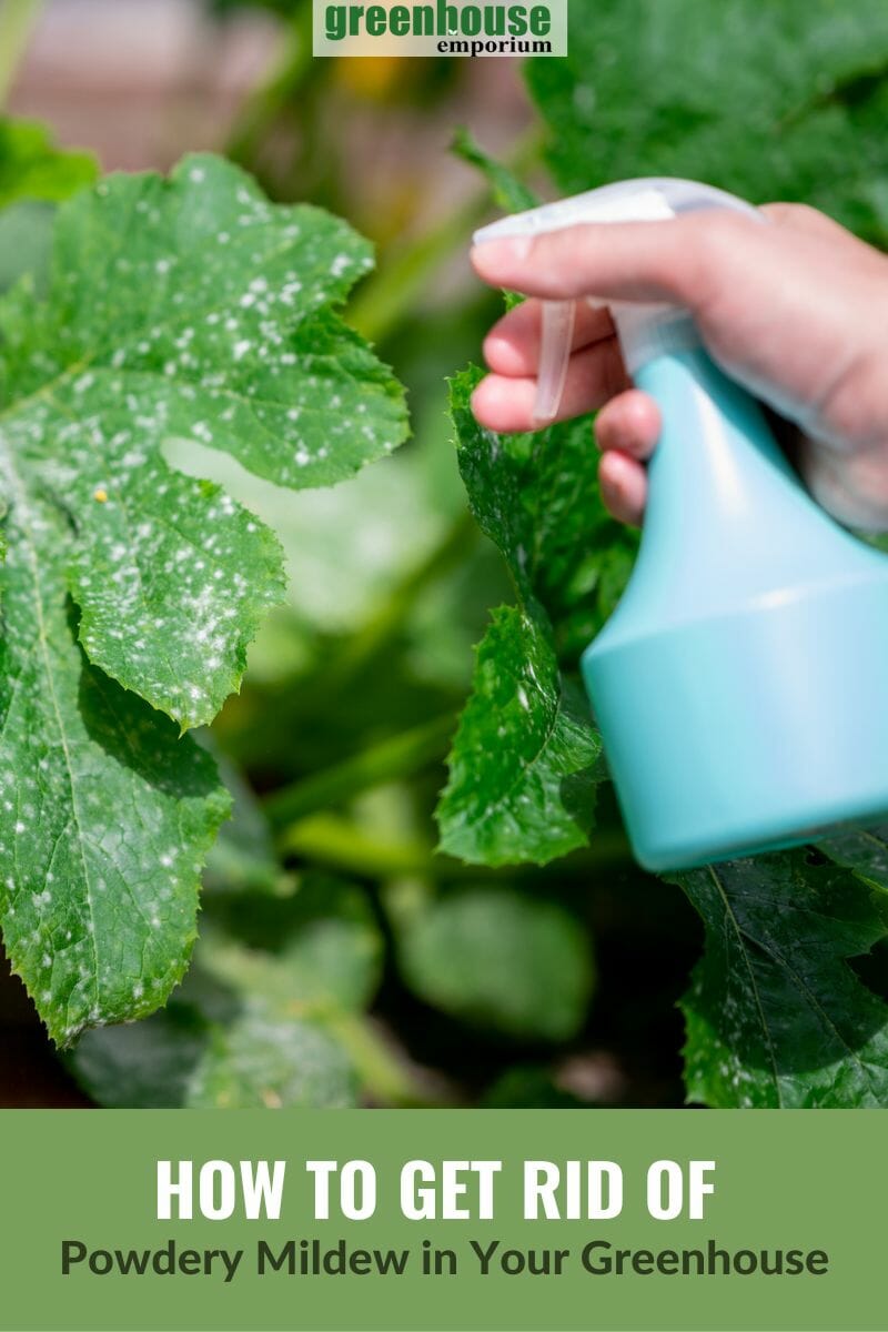 Plant with Powdery Mildew being treated, with the text: How To Get Rid Of Powdery Mildew in Your Greenhouse