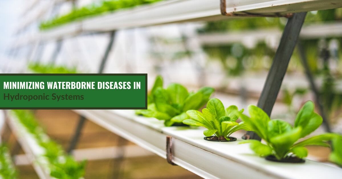 Hydroponic Systems with the text: Minimizing Waterborne Diseases in Hydroponic Systems