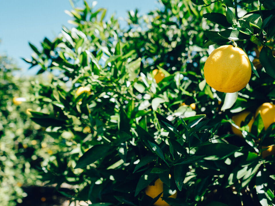 Lemon tree with dark green leaves and bright yellow fruits