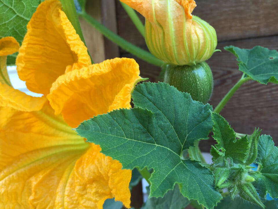 Closeup view of squash leaves and bright yellow flower with zucchini fruit forming
