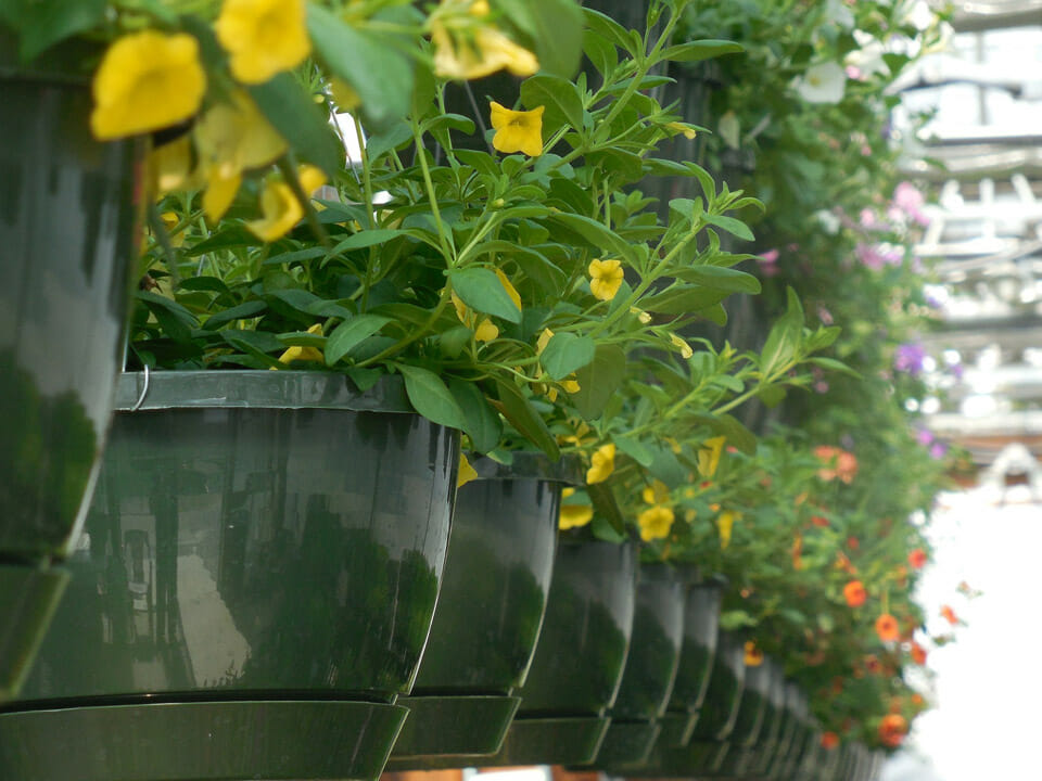 Hanging planters in a small greenhouse with blooming flowering plants