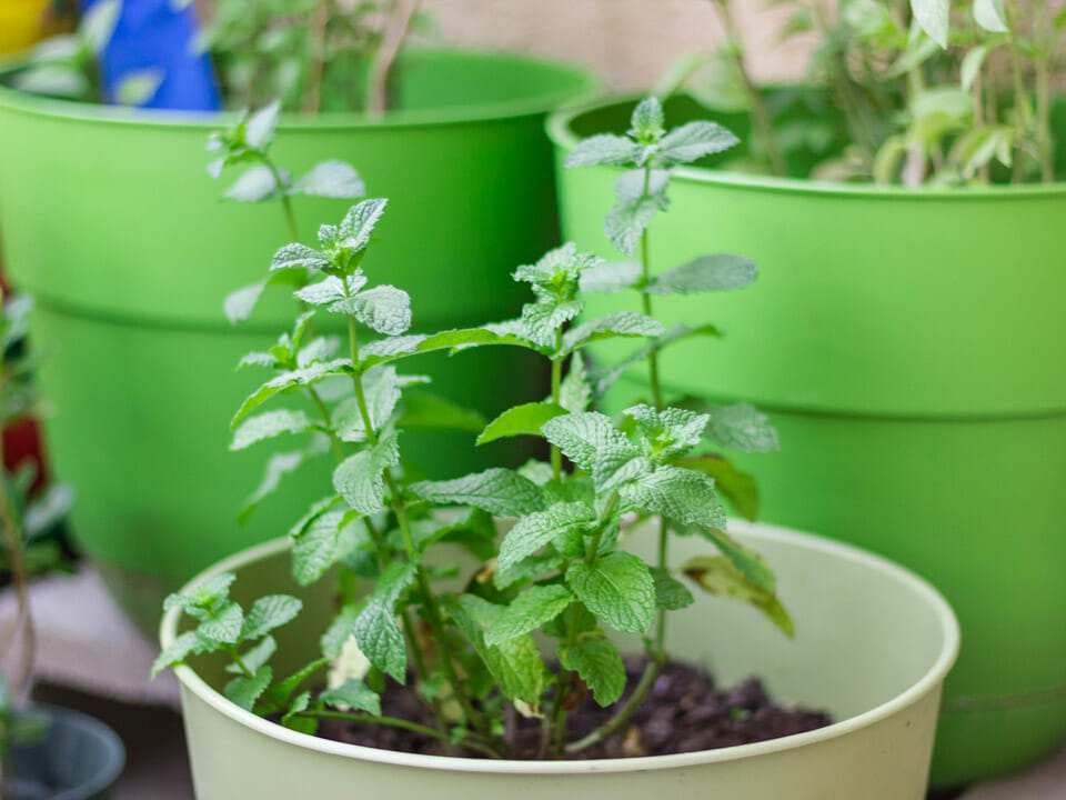 Mint growing in containers in a greenhouse
