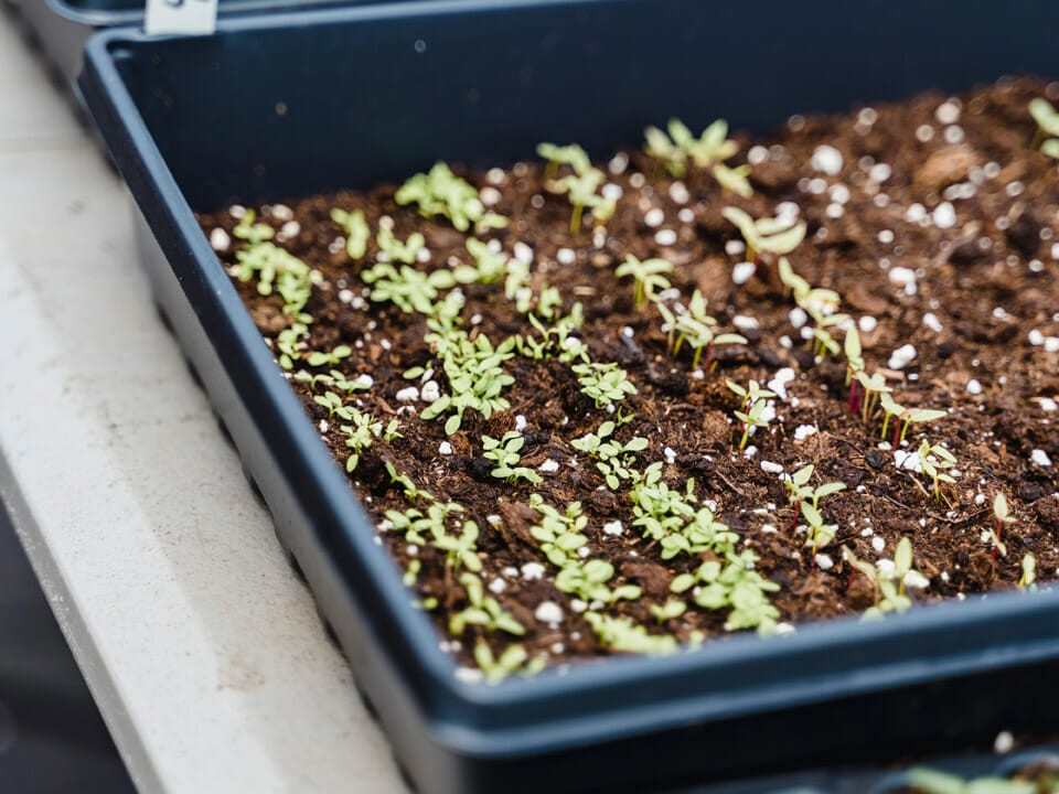 Seedlings growing in container in a small greenhouse