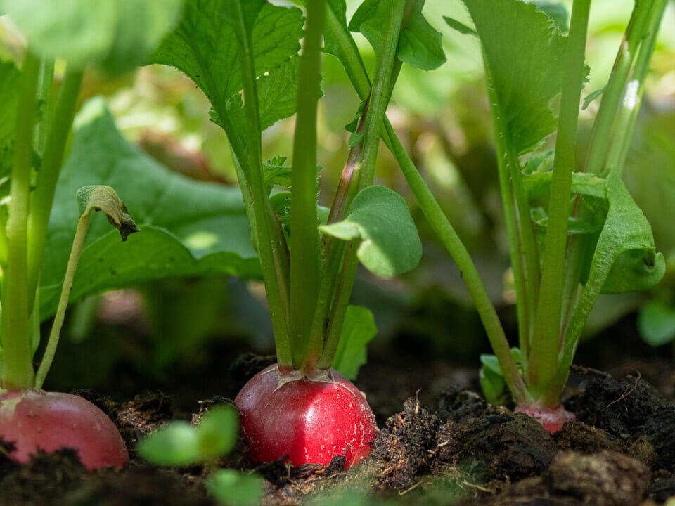 Radishes growing in a greenhouse with healthy leaves and radish tops showing just above soil