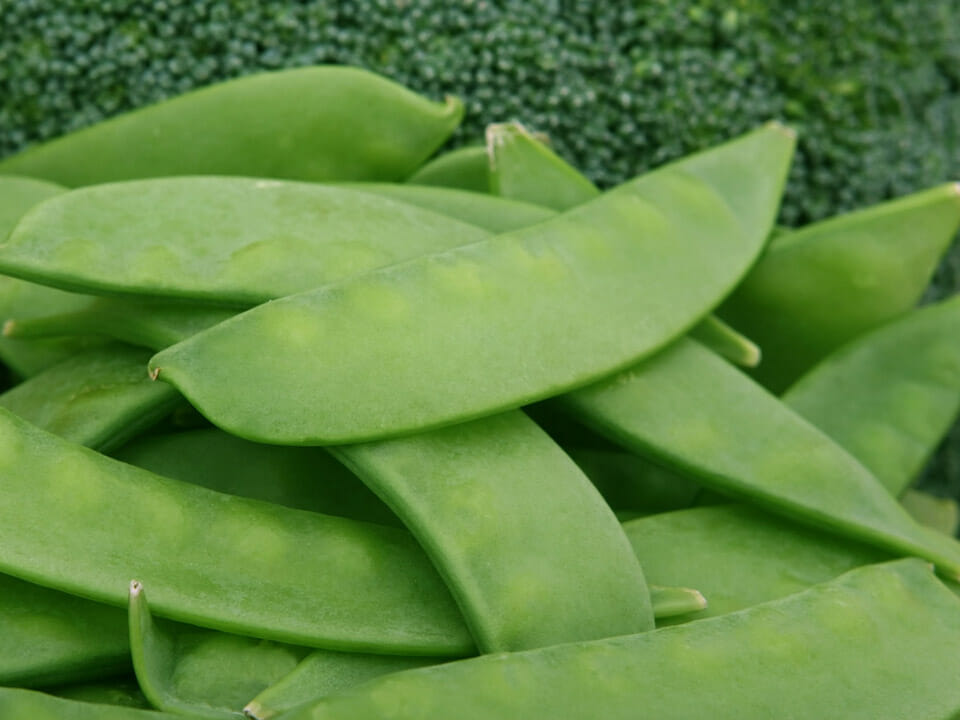 Harvested snow peas