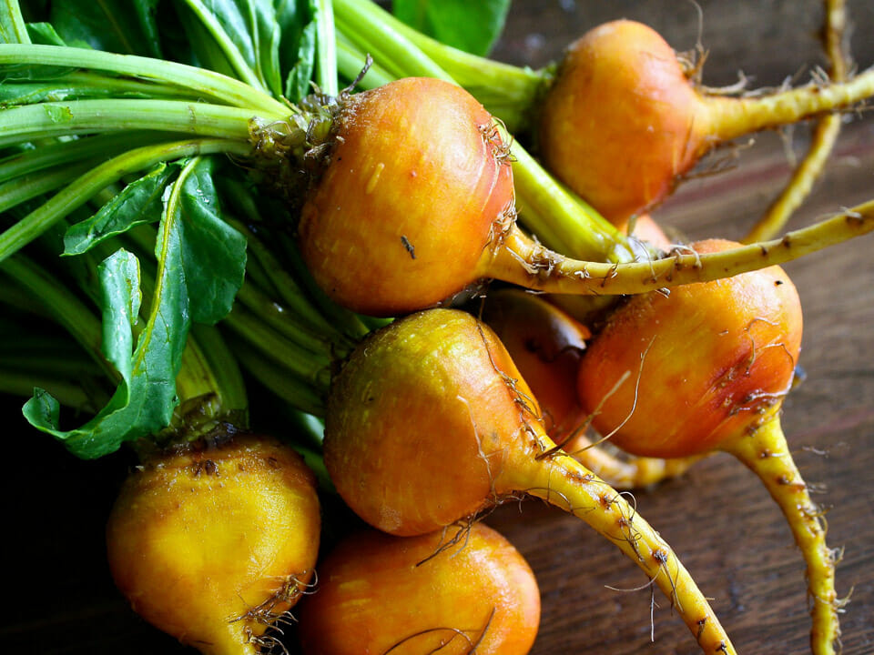 Harvested golden beets with leaves in bunch