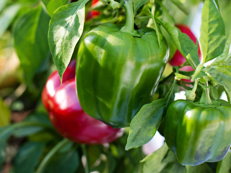 Bell peppers on plant in varying stages of ripeness from green to red