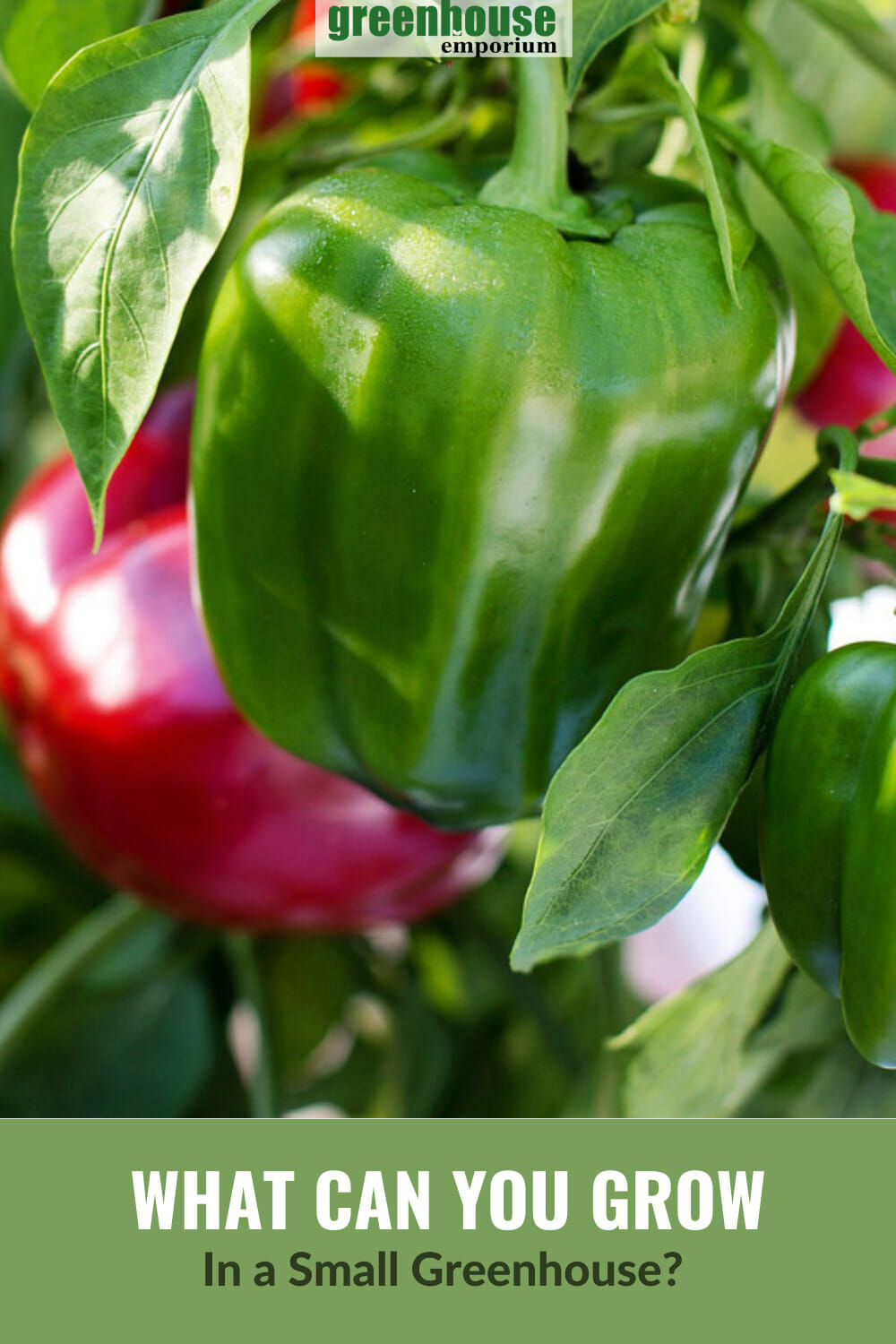 Closeup view of green bell pepper with red bell pepper in background with text: What Can You Grow in a Small Greenhouse?