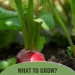 Radish top above soil with leaves with text: What to Grow? Planting Ideas for Small Greenhouses